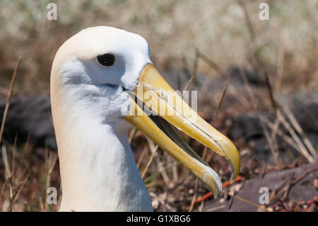 , L'albatros des Galapagos Phoebastria irrorata, Isla Espanola (Hood), îles Galapagos, Equateur Banque D'Images