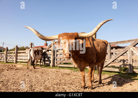 Longhorn steer à Fort Worth Stockyards. New York, United States Banque D'Images