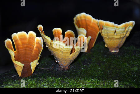 Support de feu arrière Orange Turquie-champignons Stereum ostrea poussant sur un arbre tombé en mousse recouvert de forêt tropicale tempérée, Royal National Park, Australie Banque D'Images