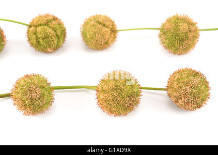 Avion-tree seed balls isolated on white Banque D'Images