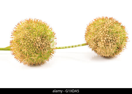 Platane deux boules de semences isolated on white Banque D'Images