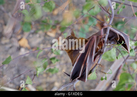 La moindre à nez court (Cynopterus brachyotis s fruit bat). Dans les feuilles au cours de la lumière du jour Banque D'Images