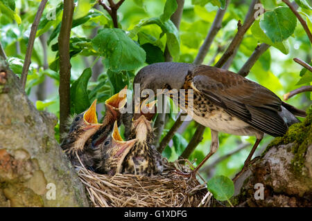 Muguet Fieldfare nourrissant des poussins affamés. Stockholm, Suède. Banque D'Images