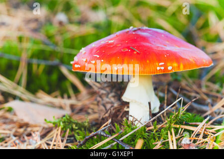 Rouge lumineux de champignons toxiques agaric fly croissant dans la forêt, macro photo avec selective focus Banque D'Images