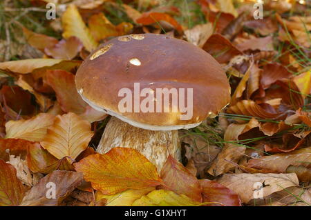 Boletus edulis, de délicieux champignons comestibles dans la nature Banque D'Images