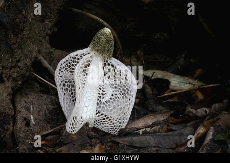 Le phallus indusiatus champignons puants tropical Banque D'Images