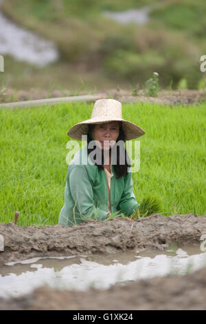 Philippine travaillant sur le riz,terrasse,Cebu Philippines Banque D'Images