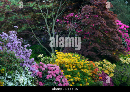 Les azalées et rhododendrons en woodland garden Stody Lodge Norfolk peut Banque D'Images