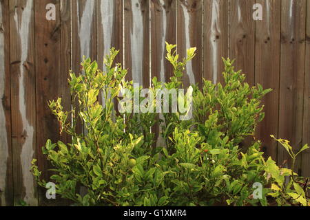 Un kalamansi ou calamondin (Citrofortunella microcarpa) arbuste mangés par carterpillars qui sont maintenant dans le stade nymphal Banque D'Images