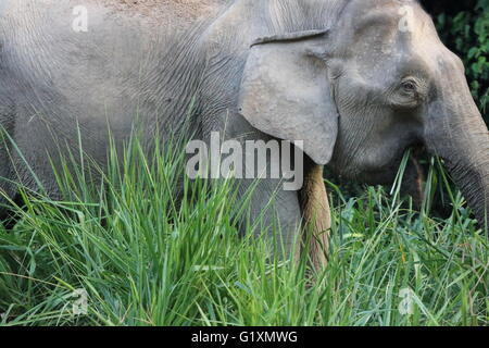 Une espèce en voie d'Elephas maximus éléphant pygmée de Bornéo borneensis mange de l'herbe à côté d'une route dans Maliau Basin, Bornéo Banque D'Images