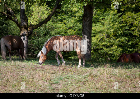 Cheval Haflinger mangent de l'herbe au pâturage Banque D'Images