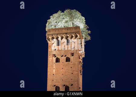 Cité médiévale tour Guinigi à Lucca, Toscane, Italie, où l'on compte sept arbres de chêne par le haut. Photographié dans la nuit. Banque D'Images