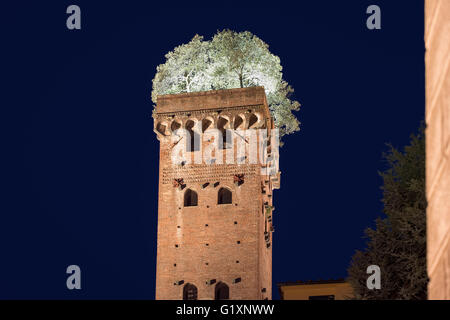 Cité médiévale tour Guinigi à Lucca, Toscane, Italie, où l'on compte sept arbres de chêne par le haut. Photographié dans la nuit. Banque D'Images