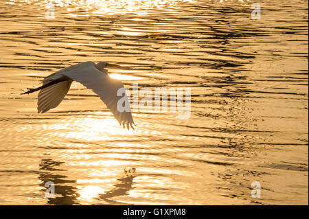 Grande aigrette (grand héron blanc) volant bas au lever du soleil sur l'or liquide de Matanzas Bay à Saint Augustine, Floride, USA. Banque D'Images