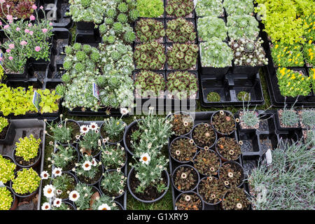 Londres, Royaume-Uni. 20 mai 2016. Les préparatifs sont en cours pour le spectacle des jardins et les fleurs à la RHS Chelsea Flower Show. La Chelsea Flower Show 2016 ouvre ses portes au public le mardi, 24 mai 2016. Crédit : Images éclatantes/Alamy Live News Banque D'Images