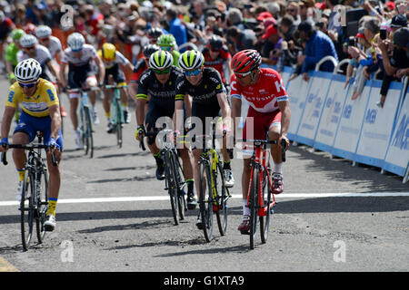 South Lake Tahoe, California, USA. 19 mai, 2016. Le peleton traverse la ligne d'arrivée au 11ème Amgen Tour de Californie 2016, stade 1, South Lake Tahoe, Californie - le 19 mai 2016. Crédit : Louis Brunel/Alamy Live News Banque D'Images