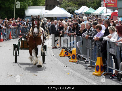 Wickham, Hampshire, Royaume-Uni. 20 mai, 2016. La bohème et les amoureux des animaux ont en grand nombre pour cette année, la foire du cheval de Wickham. L'événement annuel rassemble des milliers de personnes à Hampshire chaque année pour prendre part à des activités liés aux chevaux. Les routes dans le village sont fermées tout au long de la journée et les autorités travaillent ensemble pour assurer l'événement est un succès. Credit : uknip/Alamy Live News Banque D'Images