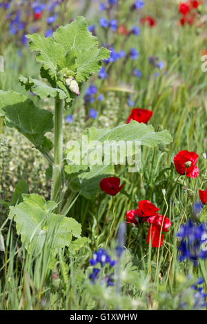 Londres, Royaume-Uni. 20 mai 2016. Floweres dans le jardin Husqvarna. Les préparatifs sont en cours pour le spectacle des jardins et les fleurs à la RHS Chelsea Flower Show. La Chelsea Flower Show 2016 ouvre ses portes au public le mardi, 24 mai 2016. Crédit : Images éclatantes/Alamy Live News Banque D'Images