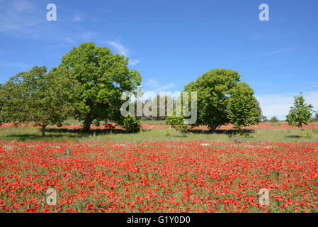 Provence, France. 20 mai, 2016. Des champs de pavot en Provence. Le printemps en Provence est brève mais pendant quelques semaines en mai de nombreux champs sont un éclaboussement de coquelicots rouges. Champ de coquelicots photographié près de Aix-en-Provence, France. Crédit : Chris Hellier/Alamy Live News Banque D'Images