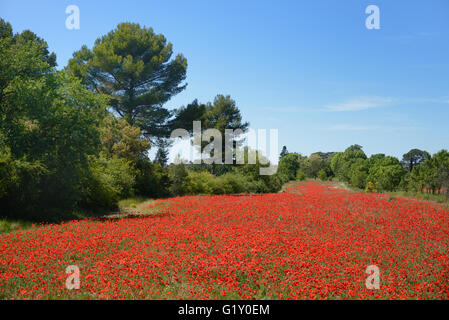 Provence, France. 20 mai, 2016. Des champs de pavot en Provence. Le printemps en Provence est brève mais pendant quelques semaines en mai de nombreux champs sont un éclaboussement de coquelicots rouges. Champ de coquelicots photographié près de Aix-en-Provence, France. Crédit : Chris Hellier/Alamy Live News Banque D'Images