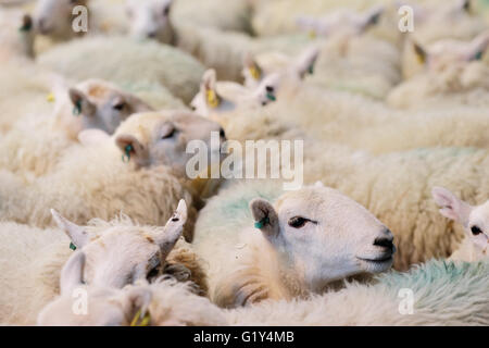Royal Welsh Festival du printemps, mai 2016 - un troupeau de Welsh Mountain Sheep attendre dans un stylo pour la démonstration de tonte pour commencer. Ces moutons ont été présentés sur les flancs d'être cisaillé la main avec clippers pendant le Festival. Banque D'Images