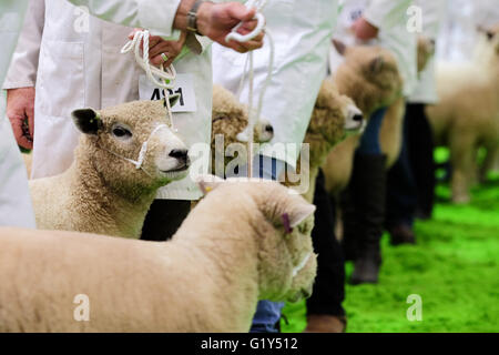 Royal Welsh Festival du printemps, mai 2016 - Ryeland moutons sur défilent avec leurs gestionnaires dans l'affichage de l'exposition juger arena. Banque D'Images