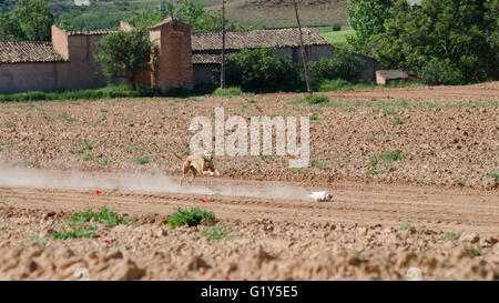 Cetina, Espagne. 21 mai, 2016. Un lévrier chassant le leurre artificiel pendant les courses tenues à Cetina. Credit : Valentin/Sama-Rojo Alamy Live News. Banque D'Images