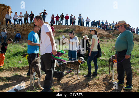 Cetina, Espagne. 21 mai, 2016. Greyhound se préparer pour l'une des courses tenues dans Cetina. Credit : Valentin/Sama-Rojo Alamy Live News. Banque D'Images