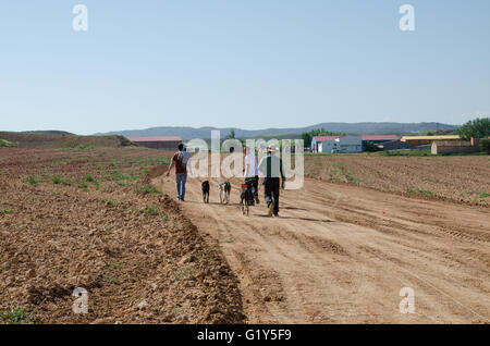 Cetina, Espagne. 21 mai, 2016. Lévriers allant avec leurs propriétaires pour le point de départ de la voie. Credit : Valentin/Sama-Rojo Alamy Live News. Banque D'Images