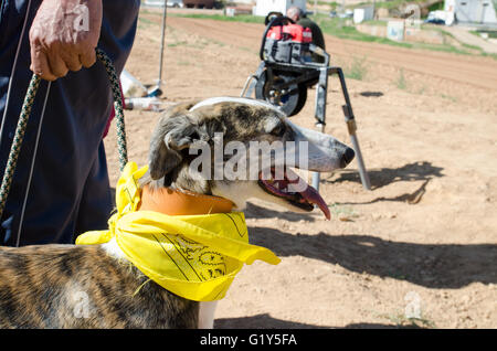 Cetina, Espagne. 21 mai, 2016. Détail de la tête d'un lévrier nommé 'Lola', identifié avec un foulard jaune. Credit : Valentin/Sama-Rojo Alamy Live News. Banque D'Images