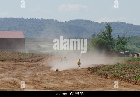 Cetina, Espagne. 21 mai, 2016. 'Lola', un lévrier gris et blanc, à la poursuite de l'appât lors d'une course. Credit : Valentin/Sama-Rojo Alamy Live News. Banque D'Images