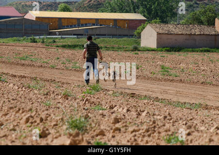 Cetina, Espagne. 21 mai, 2016. Un homme qui court jusqu'au point de départ avec son lévrier. Credit : Valentin/Sama-Rojo Alamy Live News. Banque D'Images