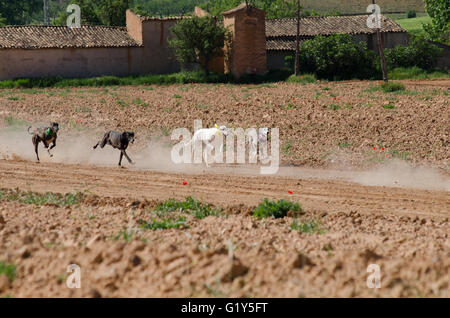 Cetina, Espagne. 21 mai, 2016. Quatre lévriers courir après le leurre artificiel pendant les courses tenues à Cetina. Credit : Valentin/Sama-Rojo Alamy Live News. Banque D'Images