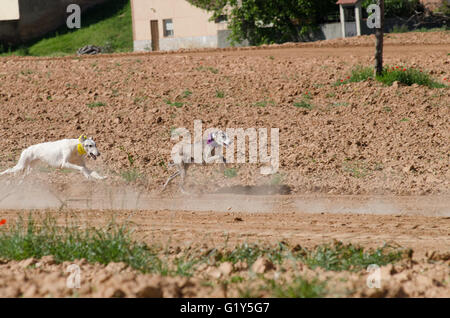 Cetina, Espagne. 21 mai, 2016. Deux lévriers courir après le leurre artificiel pendant les courses tenues à Cetina. Credit : Valentin/Sama-Rojo Alamy Live News. Banque D'Images