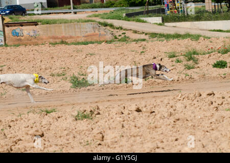 Cetina, Espagne. 21 mai, 2016. Deux lévriers courir après le leurre artificiel pendant les courses tenues à Cetina. Credit : Valentin/Sama-Rojo Alamy Live News. Banque D'Images