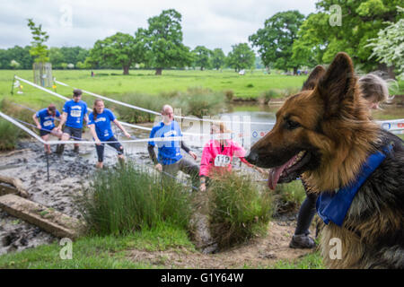 Windsor, Royaume-Uni. 21 mai, 2016. Les propriétaires de chiens et de concurrence dans le Défi chien boueux course à obstacles dans Windsor Great Park dans l'aide de Battersea Dogs and Cats'' Accueil. Credit : Mark Kerrison/Alamy Live News Banque D'Images