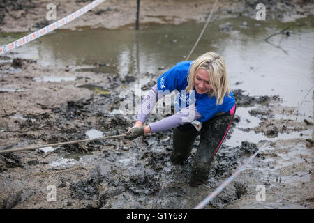 Windsor, Royaume-Uni. 21 mai, 2016. Les propriétaires de chiens et de concurrence dans le Défi chien boueux course à obstacles dans Windsor Great Park dans l'aide de Battersea Dogs and Cats'' Accueil. Credit : Mark Kerrison/Alamy Live News Banque D'Images