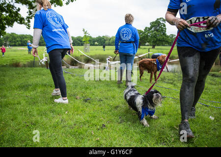 Windsor, Royaume-Uni. 21 mai, 2016. Les propriétaires de chiens et de concurrence dans le Défi chien boueux course à obstacles dans Windsor Great Park dans l'aide de Battersea Dogs and Cats'' Accueil. Credit : Mark Kerrison/Alamy Live News Banque D'Images