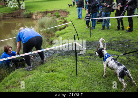 Windsor, Royaume-Uni. 21 mai, 2016. Les propriétaires de chiens et de concurrence dans le Défi chien boueux course à obstacles dans Windsor Great Park dans l'aide de Battersea Dogs and Cats'' Accueil. Credit : Mark Kerrison/Alamy Live News Banque D'Images