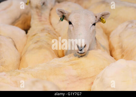 Royal Welsh Festival du printemps, mai 2016 - Un moutons fraîchement tondus dans un troupeau ayant tout juste été cisaillé la main au Royal Welsh Festival du printemps. Banque D'Images