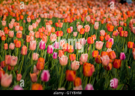 Tulipes de pêche Banque D'Images