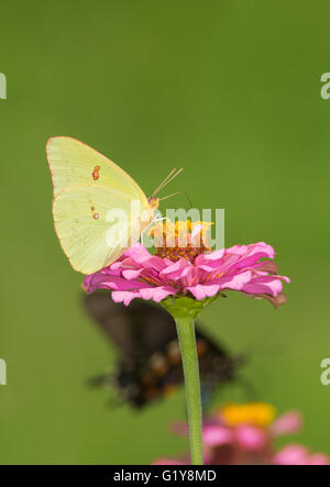 Sans nuages femelle papillon sur une rose Zinnia, avec un autre papillon sur l'arrière-plan Banque D'Images