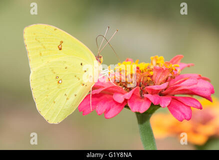 Papillon Bleu femelle se nourrissant d'un chaud rose Zinnia Banque D'Images