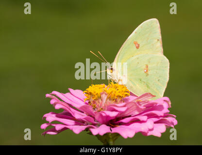 Femelle jaune lumineux ciel papillon qui se nourrit d'une Zinnia rose Banque D'Images