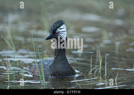 White-Grebe touffetée Rollandia rolland Chili Patagonie Torres del Paine Banque D'Images