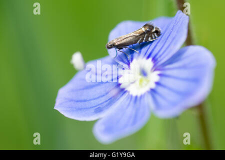 Glyphipterix simpliciella (dactyle). Petit papillon de la famille Glyphipterigidae, au repos sur germander speedwell flower Banque D'Images