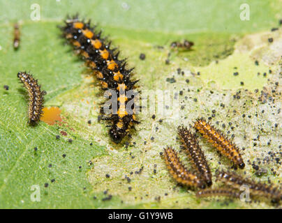 Damier Gorgone chenille papillon qui se nourrit d'une feuille de tournesol Banque D'Images