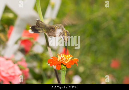 Colibri à gorge rubis planant au-dessus d'une fleur orangée à nectar, dans un jardin d'été ensoleillé Banque D'Images