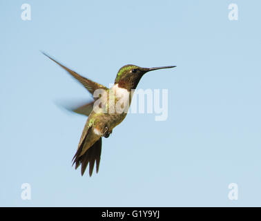 Colibri à gorge rubis mâle planant, avec un fond de ciel bleu Banque D'Images