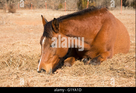 Red Bay horse dormir sur la paille dans les pâturages d'hiver sur une journée ensoleillée Banque D'Images